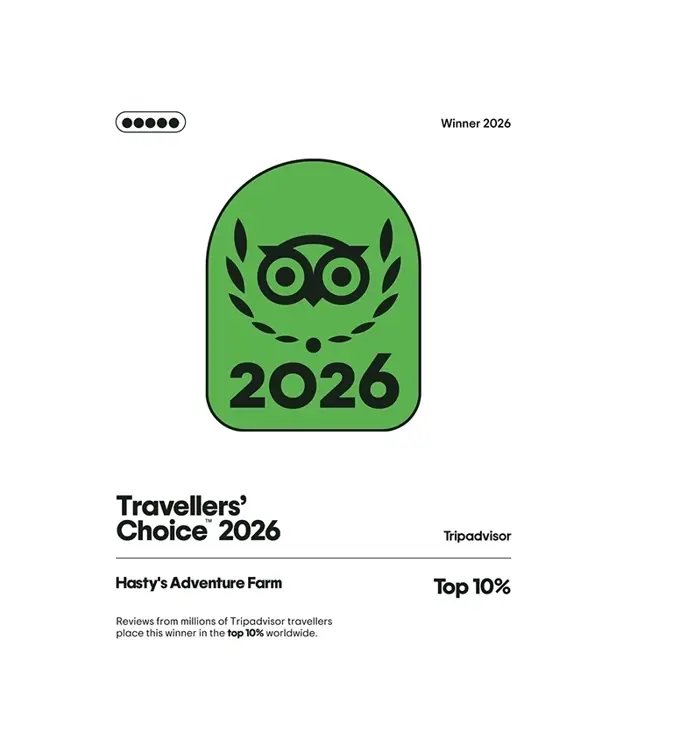hastys travelers choice award logo 2026